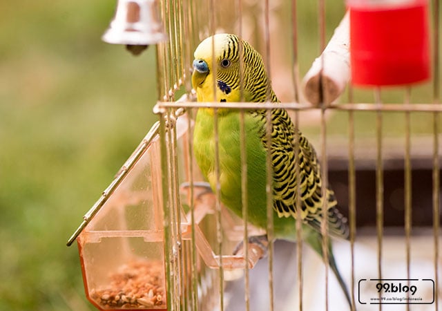 Begini Cara Merawat Burung Kacer Kenari Dan Murai Panduan Lengkap