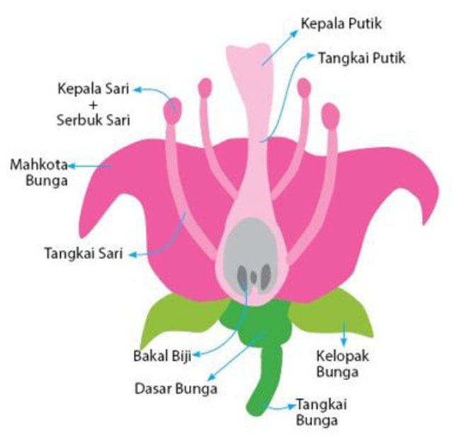 Contoh Gambar Bagian Bunga Dan Cara Penyerbukannya Galeri Foto