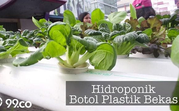 Cara Membuat Aquaponik dari Botol Bekas