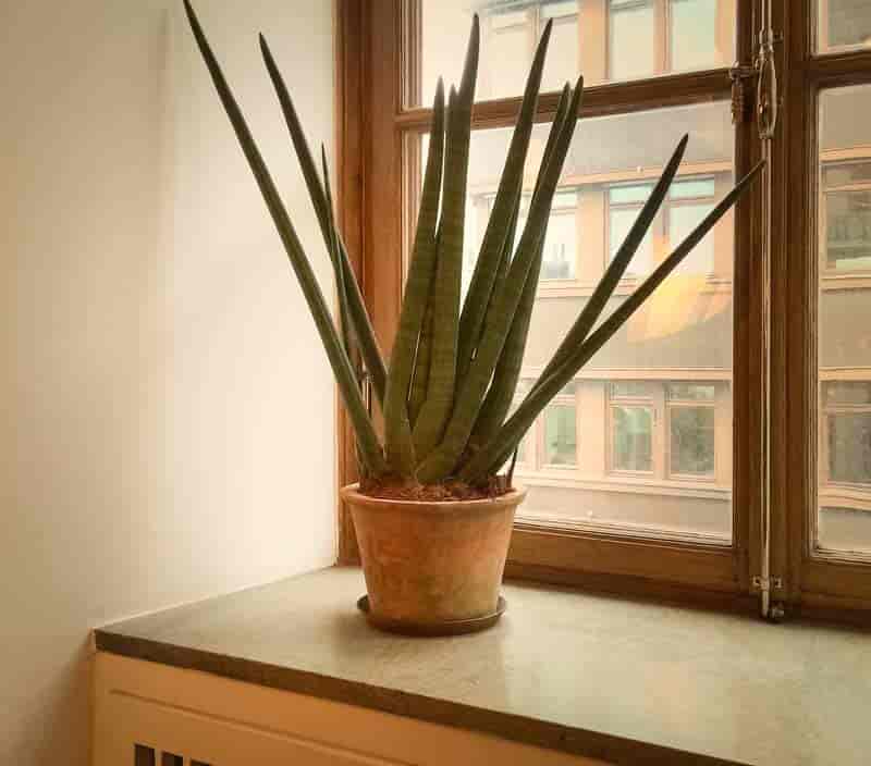 jenis tanaman lidah mertua Sansevieria Cylindrica