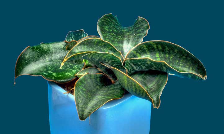 Sansevieria Kirkii