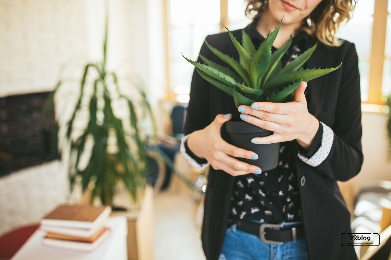 lidah buaya aloe vera