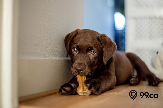 11 Arti Mimpi Anjing Masuk Rumah Menurut Islam dan Primbon