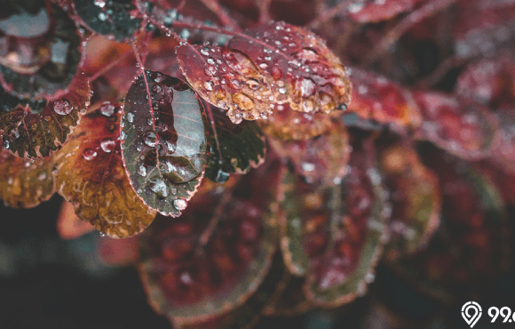 aroma petrichor bau hujan