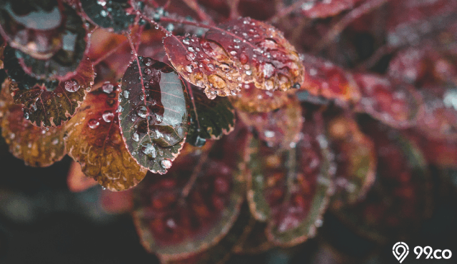 aroma petrichor bau hujan