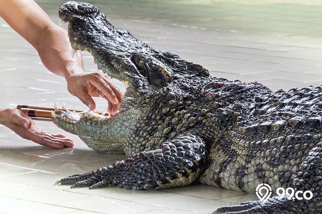 46 Mimpi buaya banyak