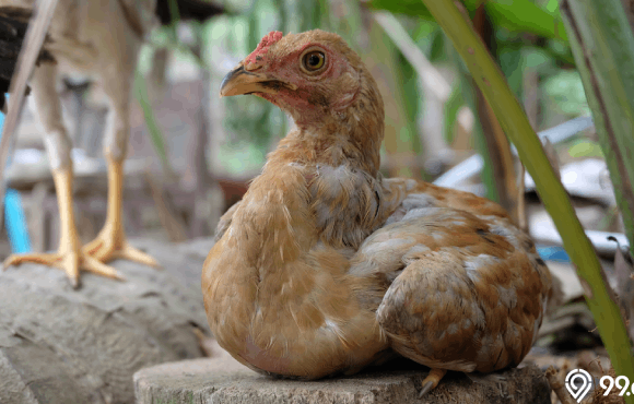 ayam kampung