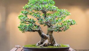 bonsai asam jawa