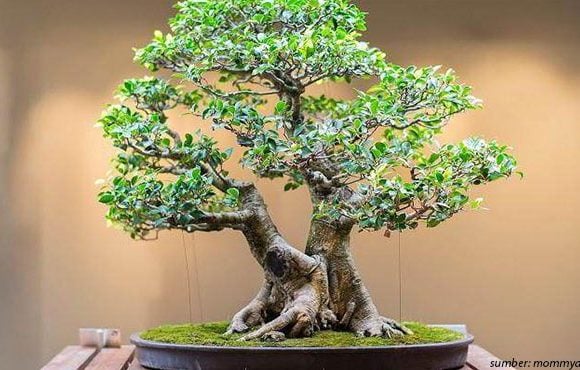 bonsai asam jawa