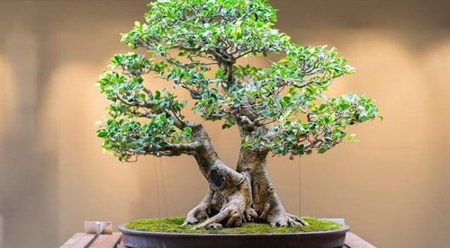 12 Jenis Tanaman Bonsai Terbaik Untuk Menghiasi Rumah