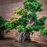 bonsai beringin