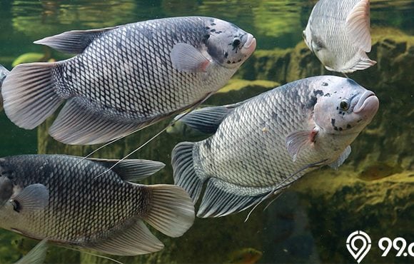 panduan budidaya ikan gurame agar cuan