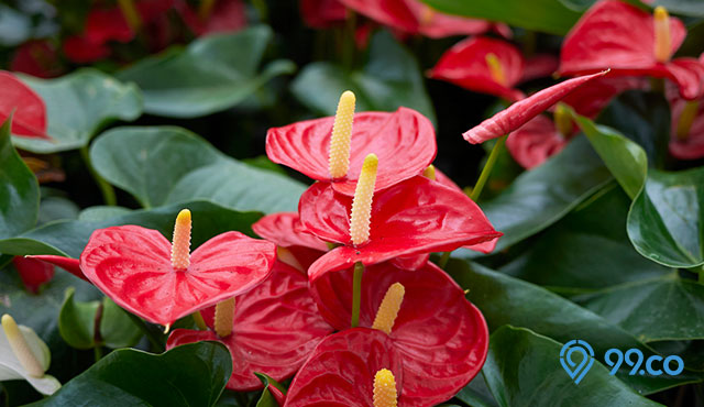 10 Jenis Anthurium Berdaun Lebar Yang Memiliki Harganya Fantastis