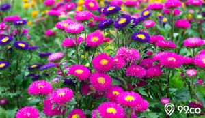 bunga aster