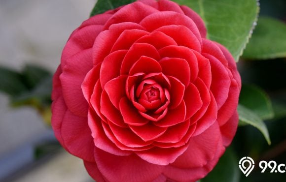 bunga camelia