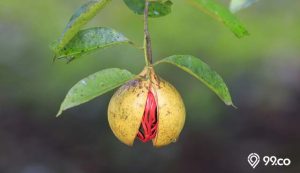 cara budidaya buah pala