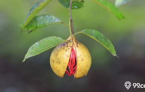 cara budidaya buah pala