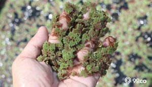 cara budi daya rumput azolla