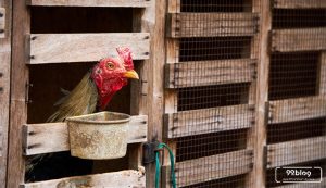 cara membuat kandang ayam