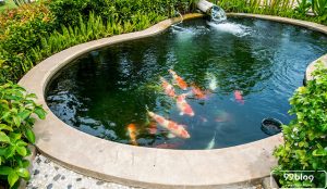 cara membuat kolam ikan