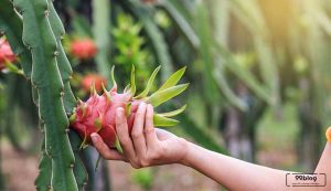 cara menanam buah naga