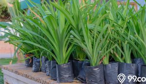 daun pandan dalam polybag