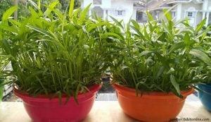 cara menanam kangkung hidroponik