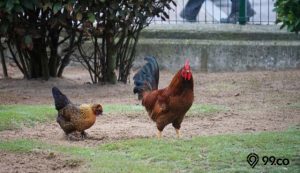 cara mengusir ayam dari halaman rumah