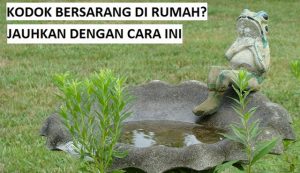 cara mengusir kodok