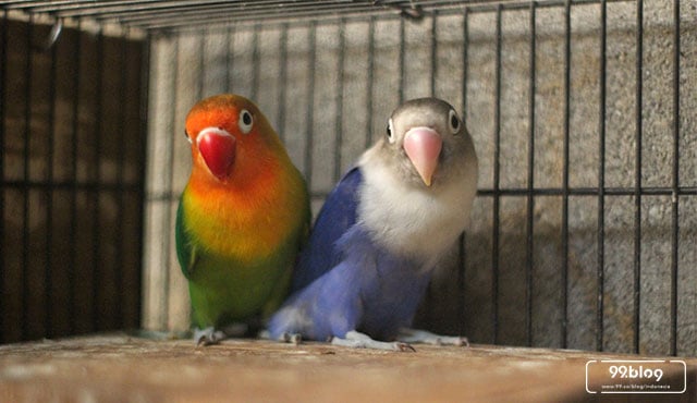 8 Cara Merawat Lovebird Yang Benar Dijamin Ngekek Tanpa Jeda