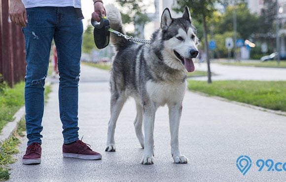 cara merawat Siberian Husky