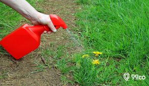 cara membasmi rumput liar di taman