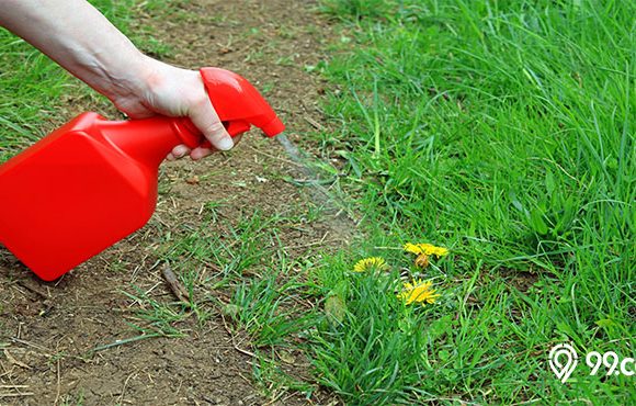 cara membasmi rumput liar di taman