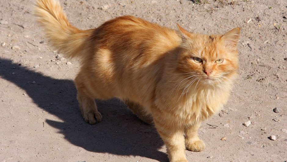 Alat Pendeteksi Gempa Bumi Adalah / Kepala BNPB dan Kepala