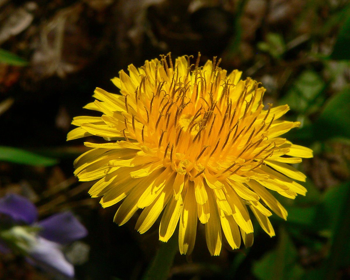 tanaman pangan dandelion