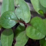 daun binahong