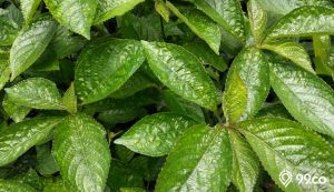 manfaat daun keji beling