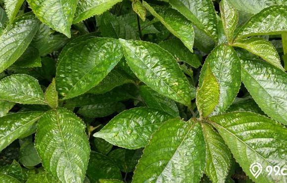 manfaat daun keji beling