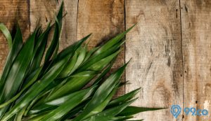 daun suji