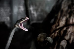 9 Arti Mimpi Digigit Ular. Apakah Selalu Pertanda Buruk?
