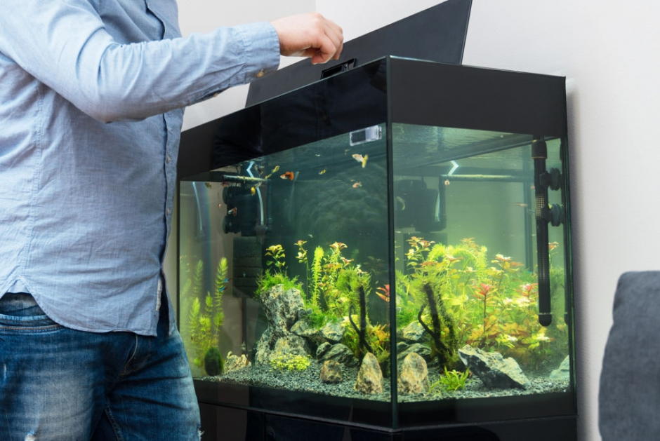 9 Langkah Cara Membuat Aquarium untuk Pemula. Anti Gagal!