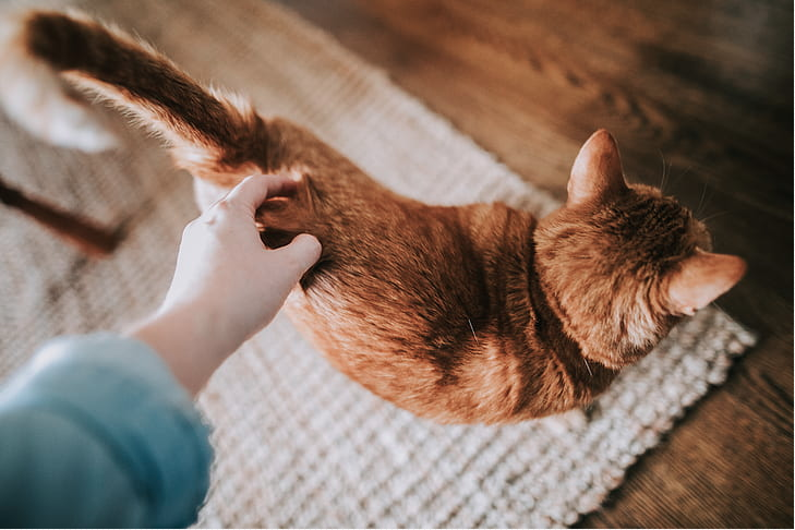 Fungsi Ekor Kucing untuk Si Manis. Ternyata Penting, lo!