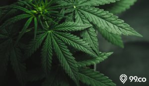 menanam ganja