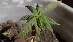 hari ganja