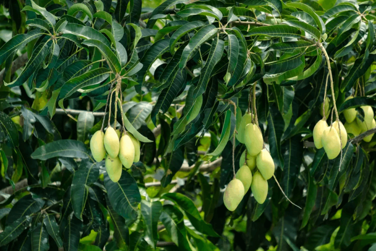 5 Cara Menanam Pohon Mangga dengan Mudah di Pekarangan Rumah