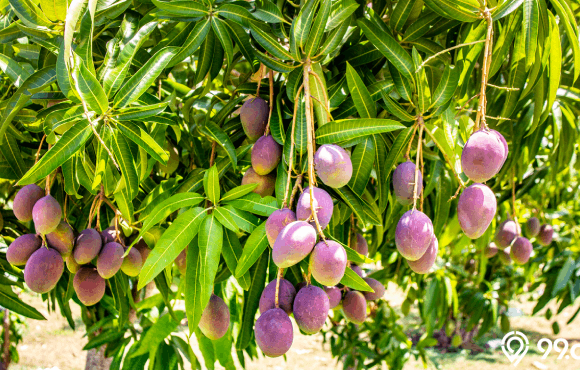 cara menanam pohon mangga