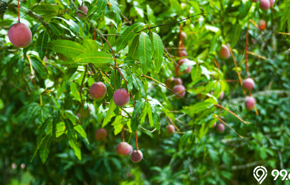 jenis tanaman buah