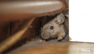 cara mengusir tikus