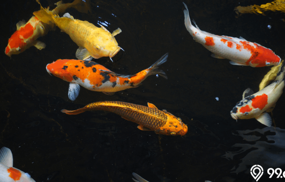 ikan koi
