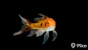ikan mas komet